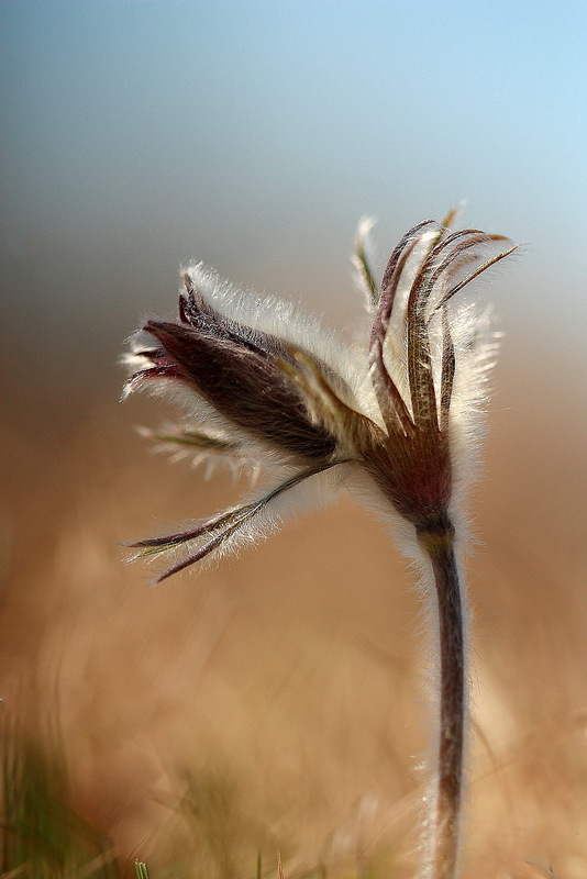 Pulsatilla montana